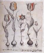 Basilius Besler Drawing for the Hortus Eystettensis china oil painting artist